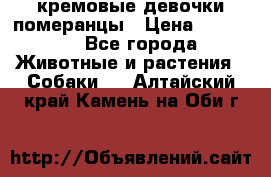 кремовые девочки померанцы › Цена ­ 30 000 - Все города Животные и растения » Собаки   . Алтайский край,Камень-на-Оби г.